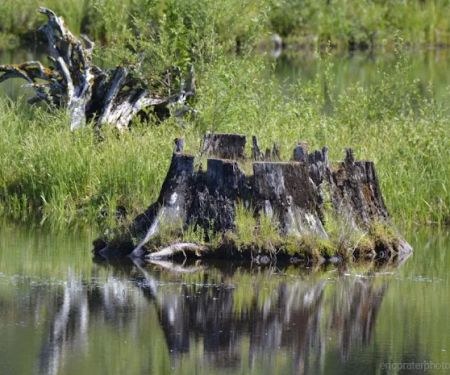 Toketee Lake Campground