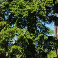 East Davis Lake Campground ico