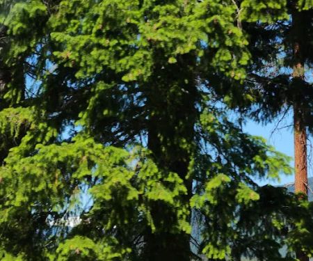 East Davis Lake Campground