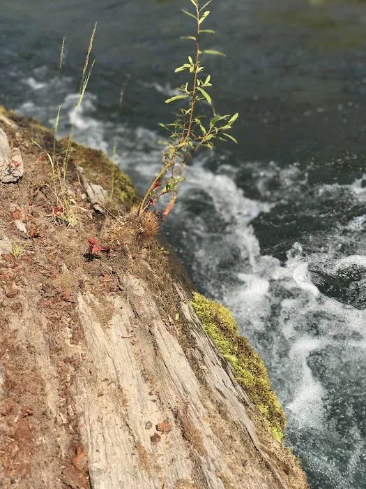 Toketee Lake Group Site Picture 5