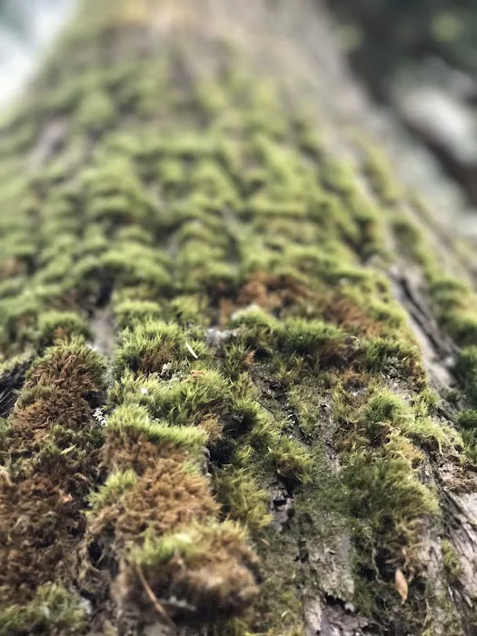 Toketee Lake Group Site Picture 6