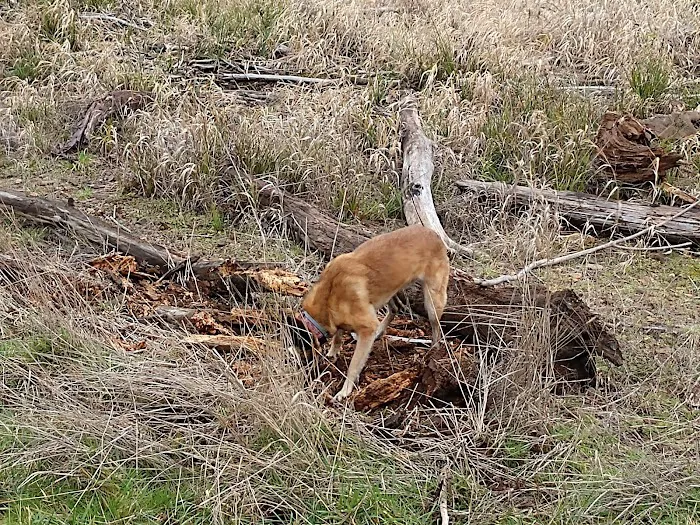 US Army Corps of Engineers Picture 10