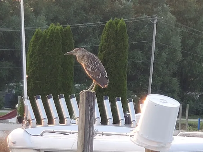 Wild Wings Marina & RV Park Picture 7