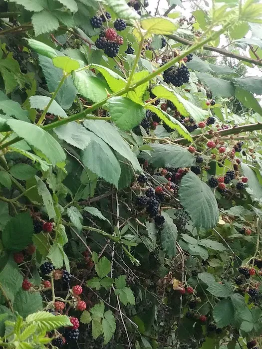 Cottage Grove RV Village Picture 8