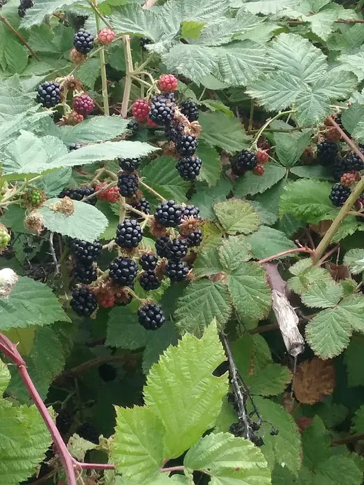 Cottage Grove RV Village Picture 6