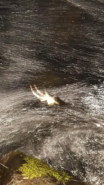 Canton Creek Campground Picture 3