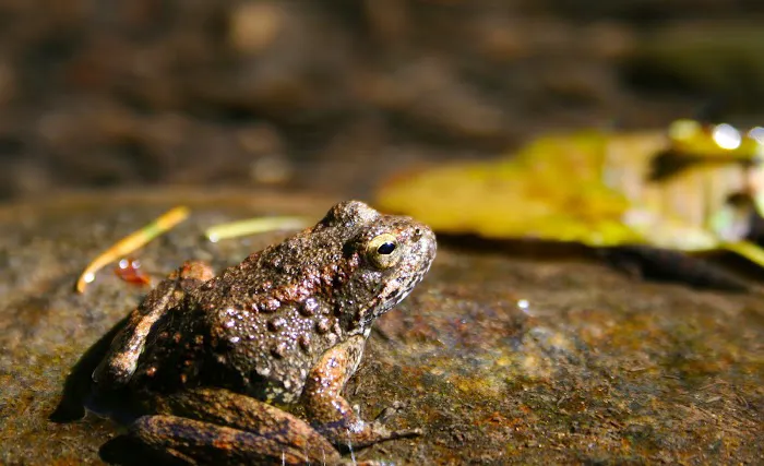 Rock Creek Recreation Site Picture 6
