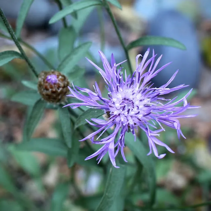 Steamboat Ball Field Group Campground Picture 4