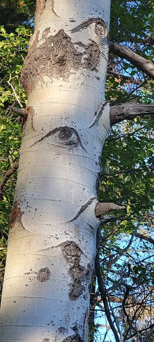 Crescent Creek Campground Picture 2