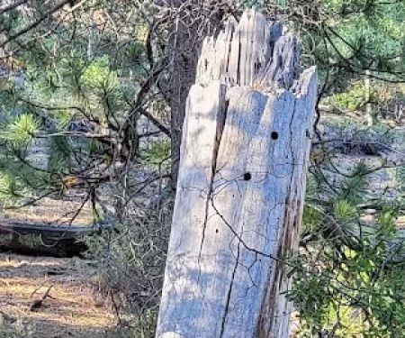 Crescent Creek Campground