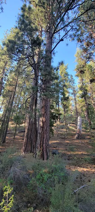 Crescent Creek Campground Picture 3