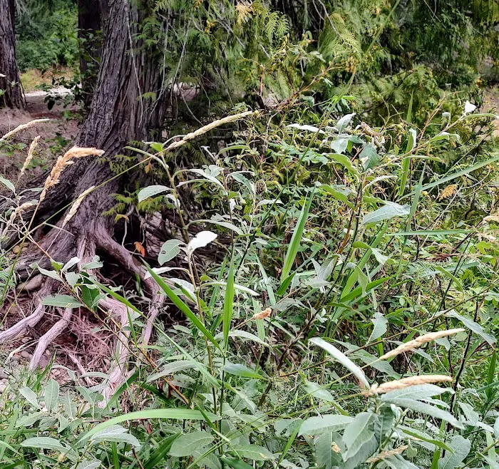 Sliver Spoon Picture 5