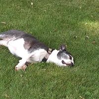 Pleasant Acres Mobile Community ico