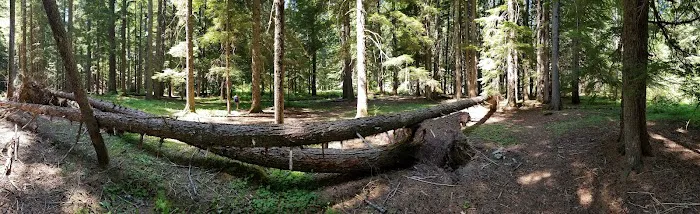 Sissons Campground Picture 5