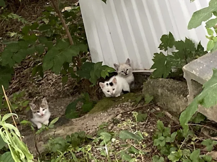 Homestead Mobile Home Park Picture 4