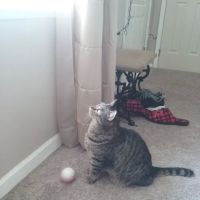 Williams Mobile Home Park ico