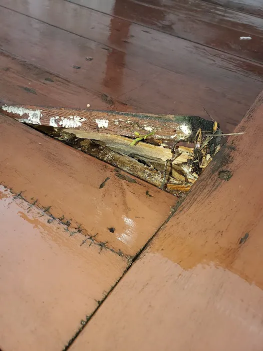 Evergreen Poplar Picture 2