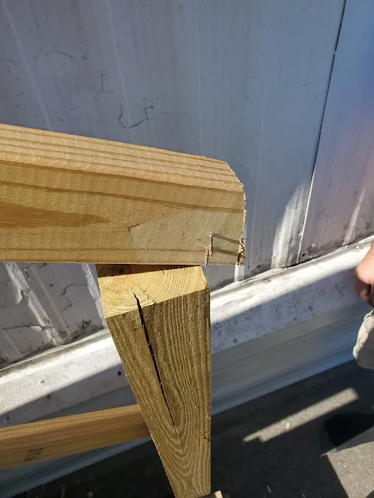 Evergreen Poplar Picture 1