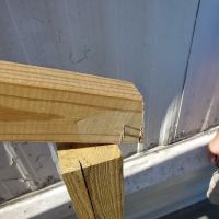 Evergreen Poplar ico