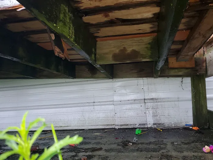 Evergreen Poplar Picture 3