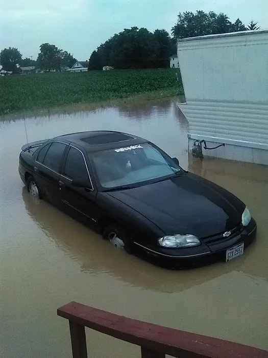 Evergreen Poplar Picture 9