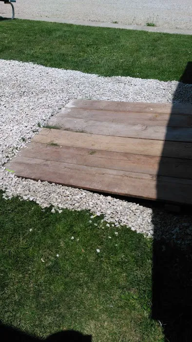 Evergreen Poplar Picture 7