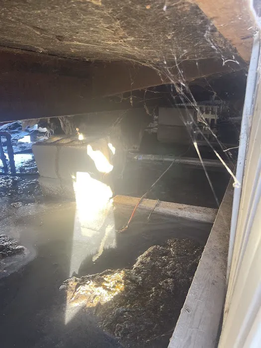 Evergreen Poplar Picture 5