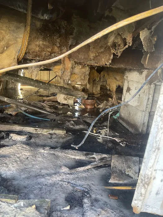 Evergreen Poplar Picture 6