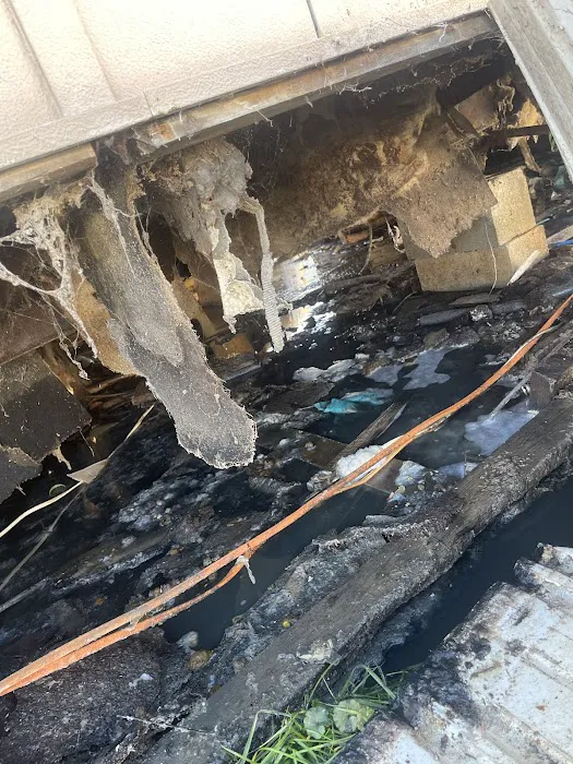 Evergreen Poplar Picture 8