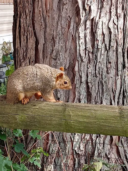 Village Green Picture 1