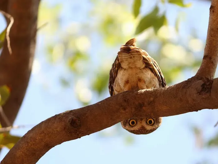 Village Green Picture 7