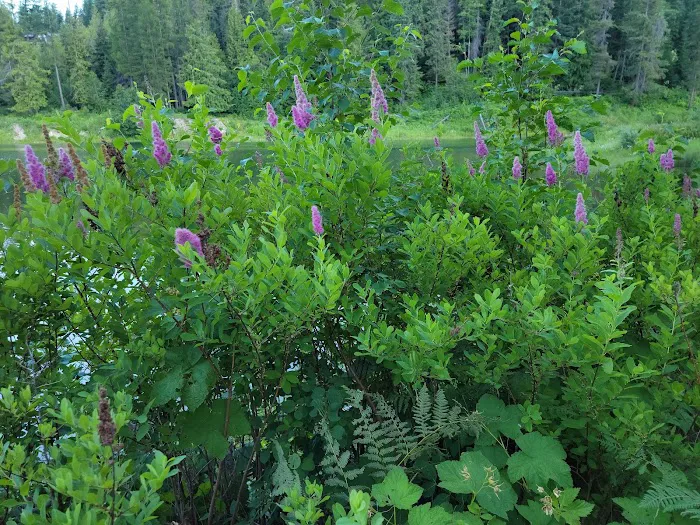 Bull River Campground, Kootenai National Forest Picture 4