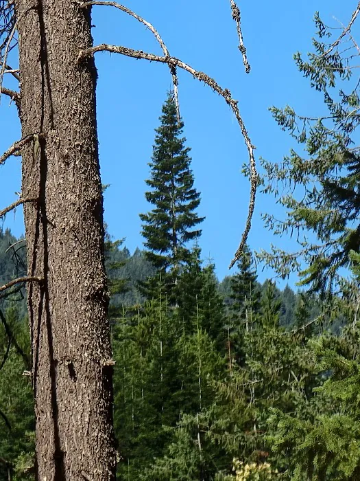 Bull River Campground, Kootenai National Forest Picture 9