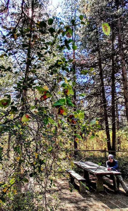 Trout Creek Campground Picture 6