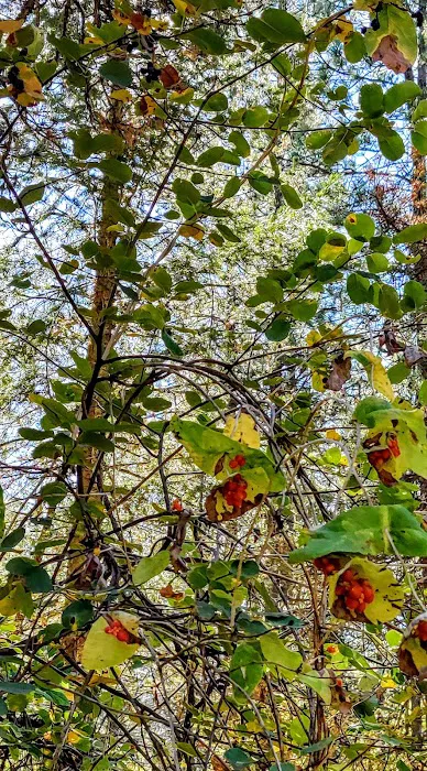 Trout Creek Campground Picture 4