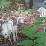 Packsaddle Campground