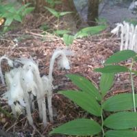 Packsaddle Campground ico