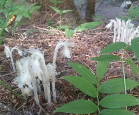 Packsaddle Campground