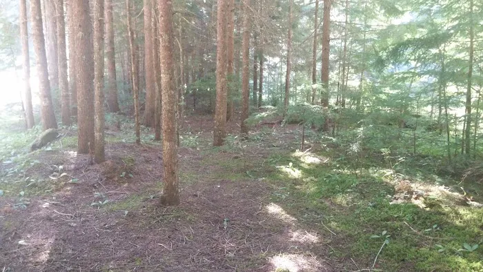 Packsaddle Campground Picture 3