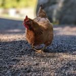 Elk Creek Campground