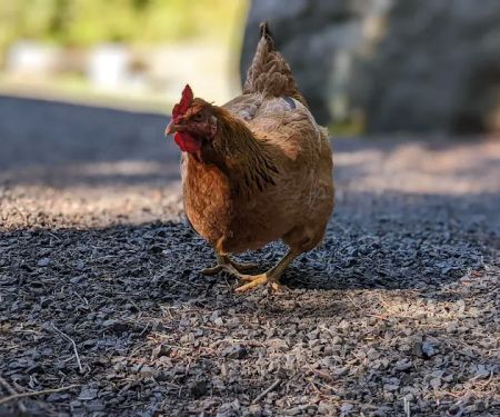 Elk Creek Campground