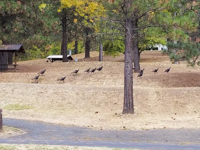 Dent Acres Campground Picture 10