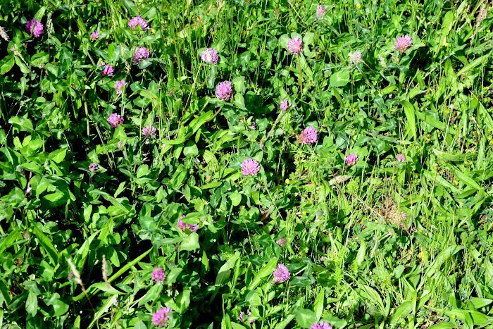 Dent Acres Campground Picture 9