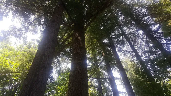 Lone Pine Group Campground (Reservation) Picture 9