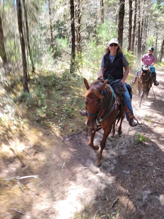 Wild Mare Horse Camp Picture 6