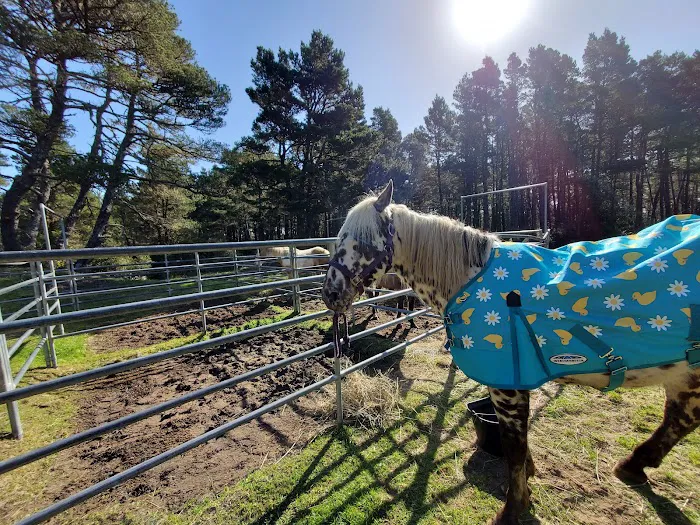 Wild Mare Horse Camp Picture 8