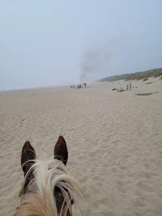 Wild Mare Horse Camp Picture 5