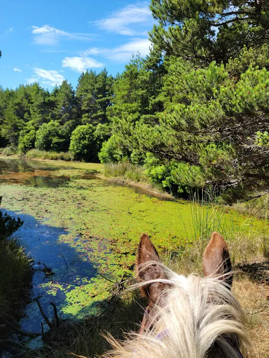 Wild Mare Horse Camp Picture 7