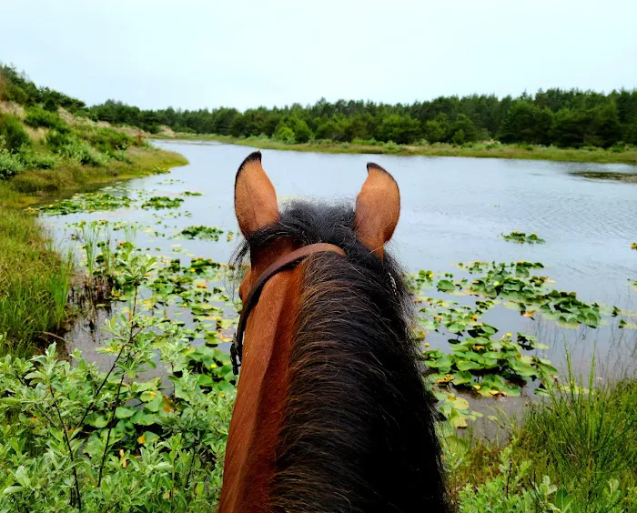 Wild Mare Horse Camp Picture 10