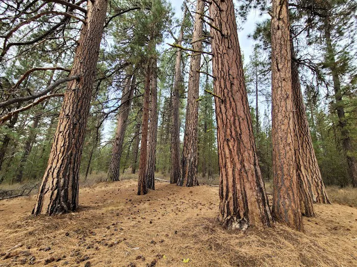 LaPine State Park Campground Picture 3